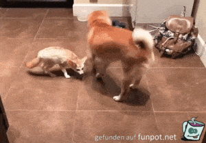 Gleichgewicht Gleichgewicht