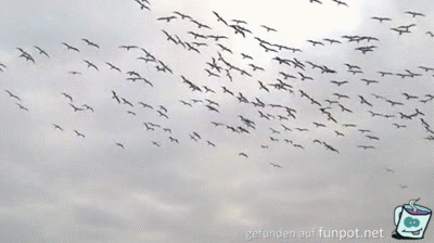 Heute gibt es Fisch Heute gibt es Fisch
