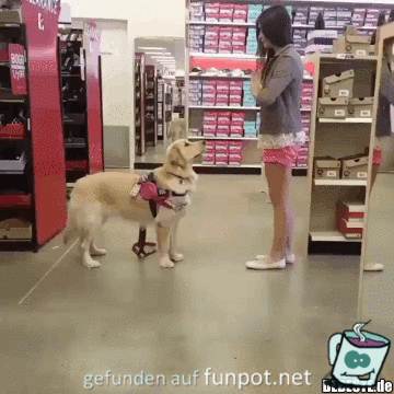 Toller Hund Toller Hund