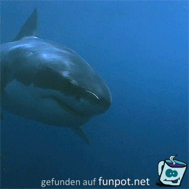 Der weiße Hai Der weiße Hai
