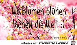 wo Blumen bluehen