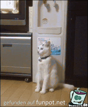 Ziemlich große Katze Ziemlich große Katze