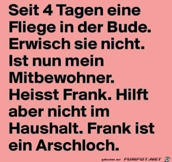ne Fliege in der Bude ne Fliege in der Bude