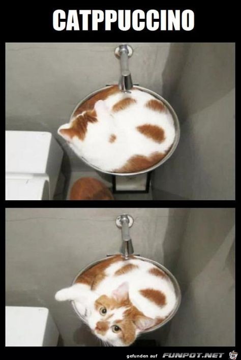 Catppuccino