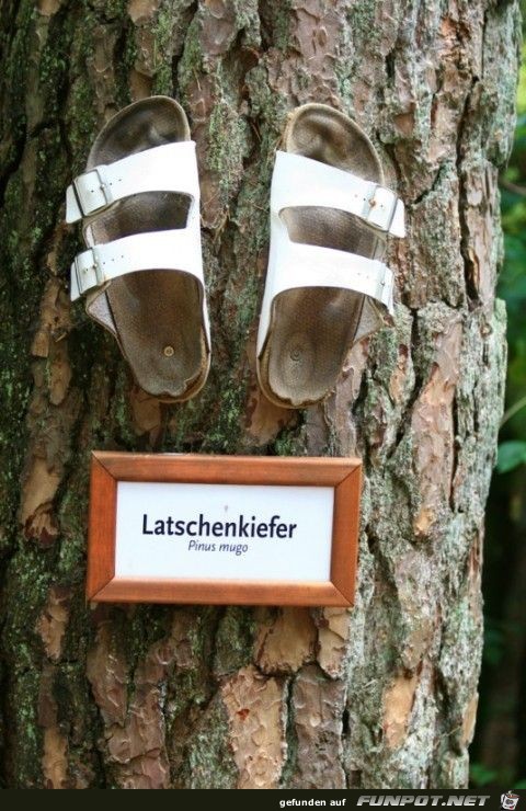 Latschenkiefer