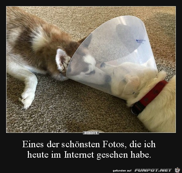 ich lass dich nicht allein.... ich lass dich nicht allein....
