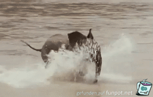 Baby-Elefant im Wasser