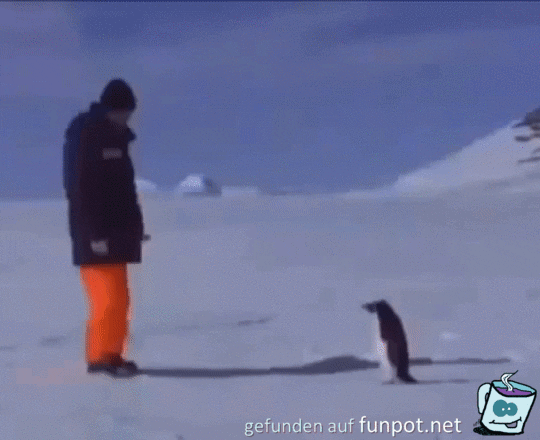 Pinguin Pinguin
