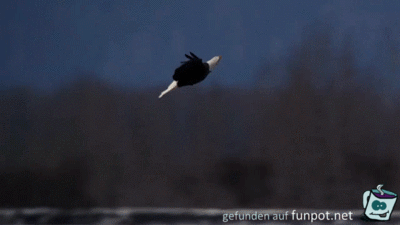 Seeadler Seeadler