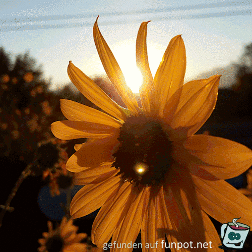 Sonnenblume Sonnenblume