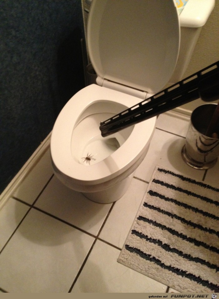 Spinnenkiller Spinnenkiller