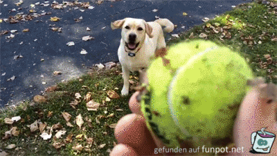 Such den Ball Such den Ball