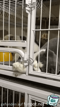 Schlaue Katze Schlaue Katze