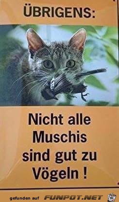 Katzen Katzen