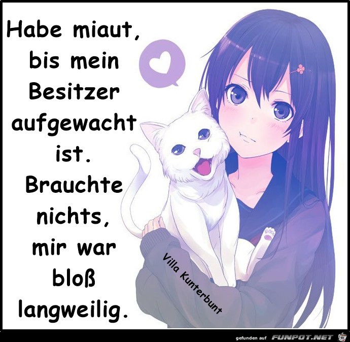Habe miaut Habe miaut