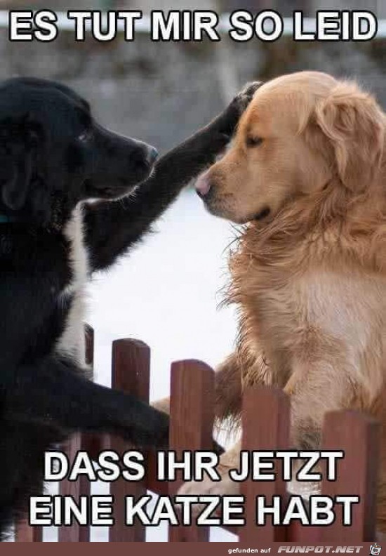 Mitgefühl Mitgefühl