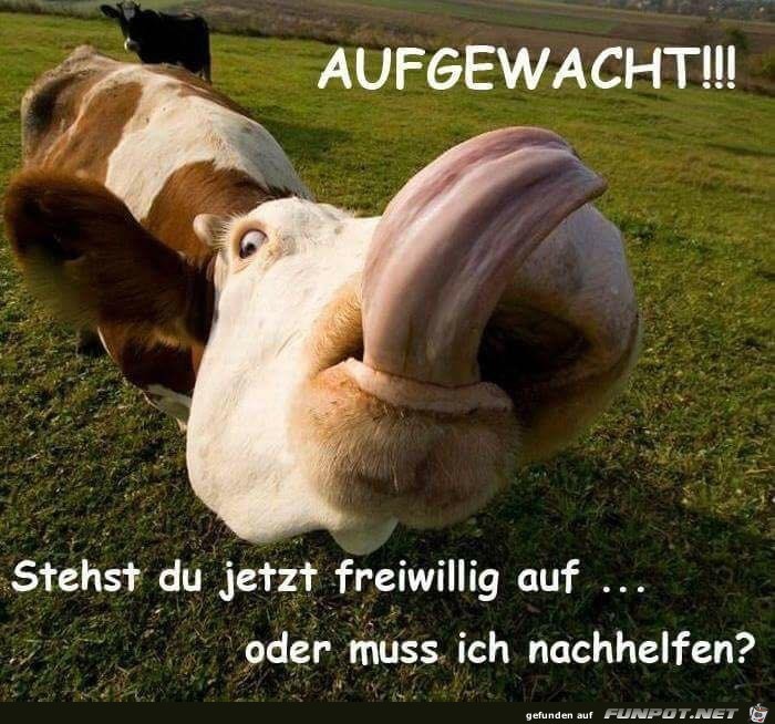 Aufstehen Aufstehen