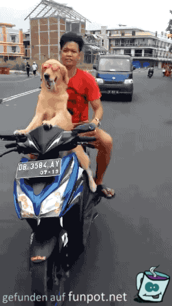 Hund fhrt Motorrad