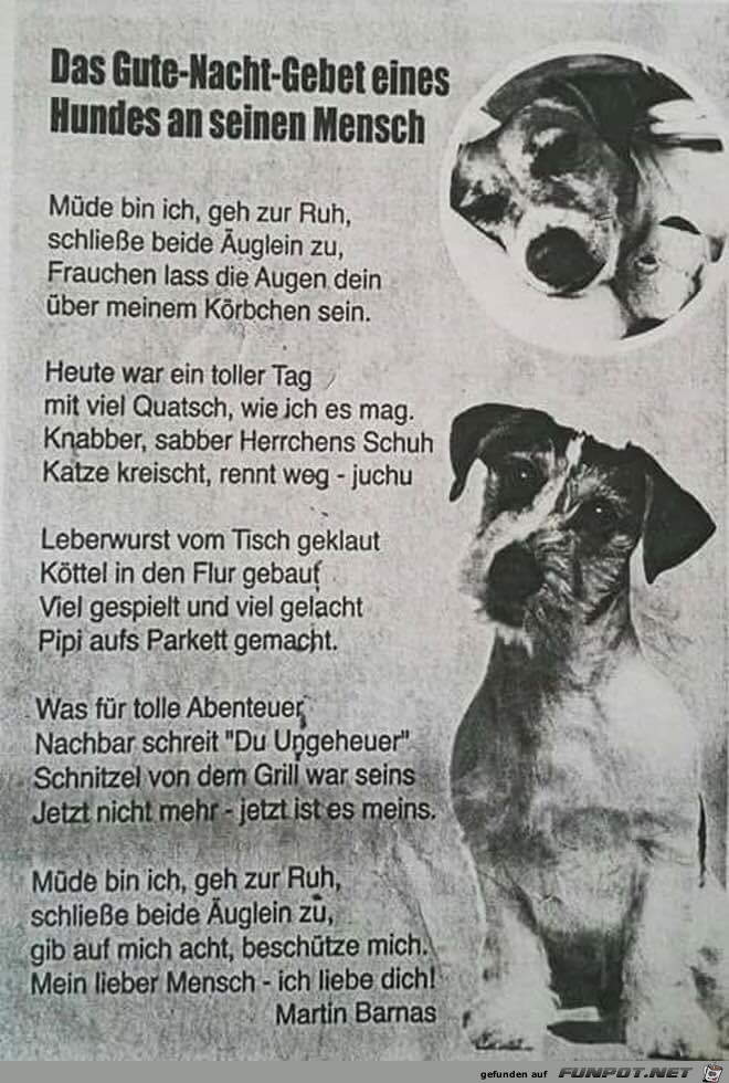 das gute nacht gebet eines hundes