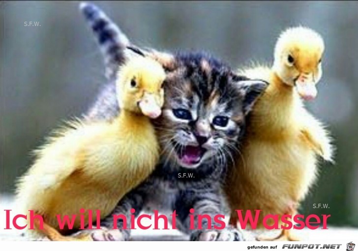 Ich will nicht Ich will nicht