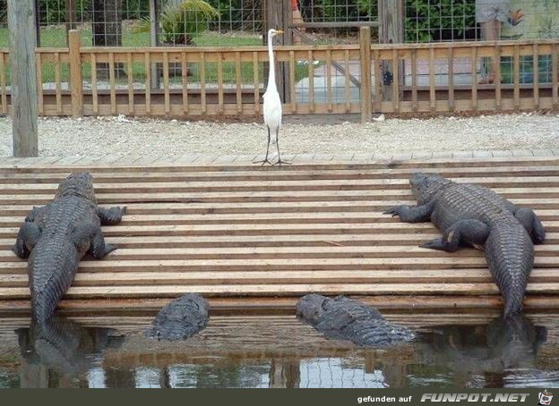 Tiere lustig22 Tiere lustig22