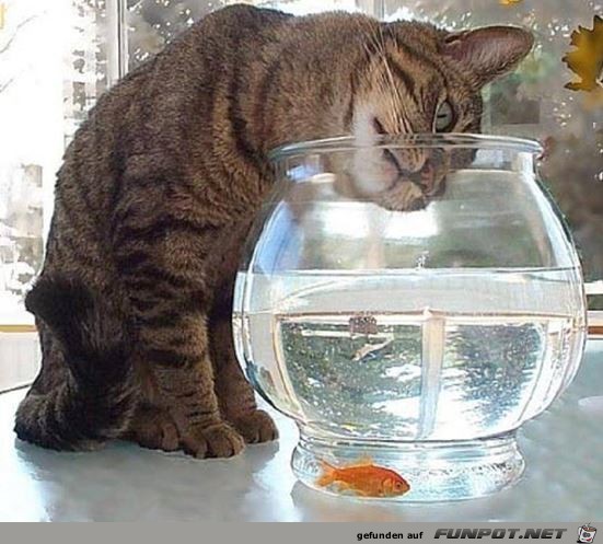 tiere23 tiere23