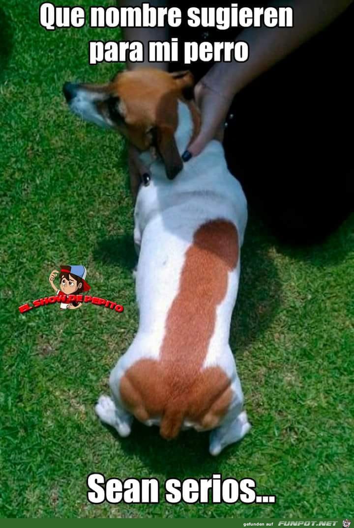 Armer Hund Armer Hund