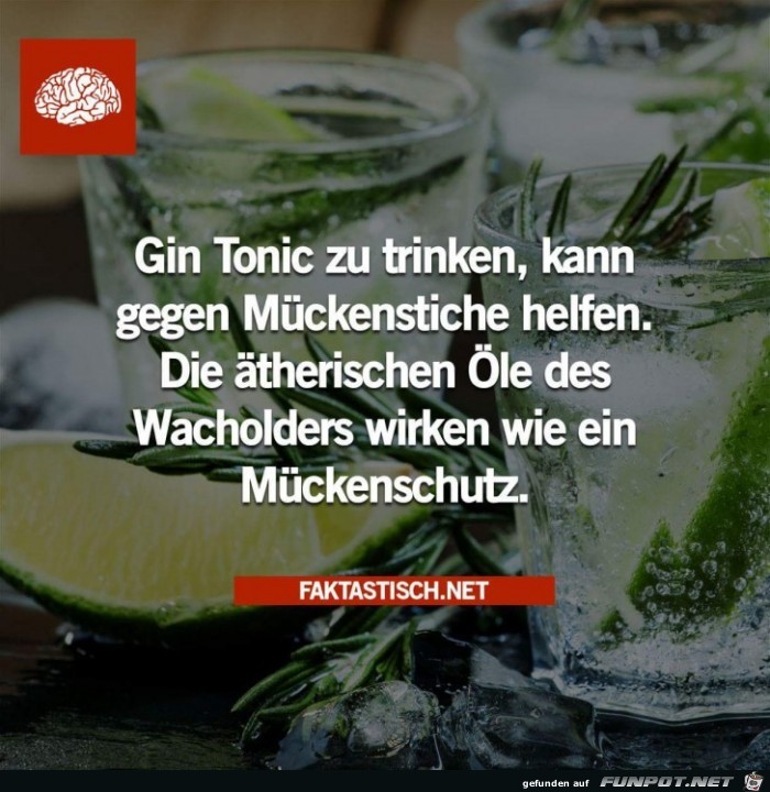 gin tonic