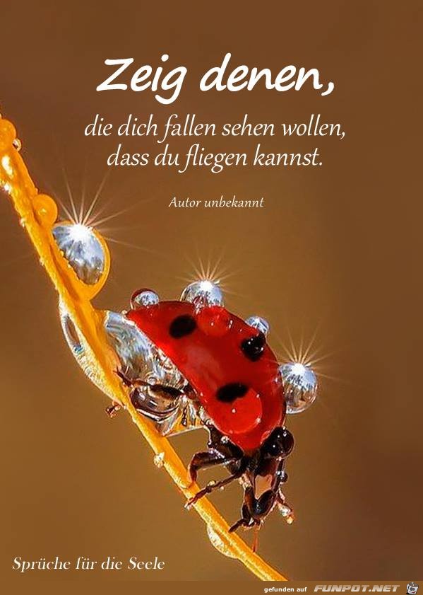 Zeig denen Zeig denen