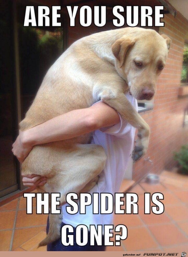 Ist die Spinne weg?
