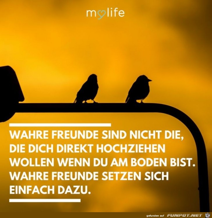 wahre freunde sind nicht die