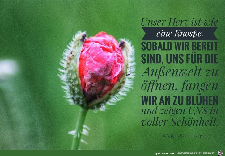 unser Herz wie eine knospe unser Herz wie eine knospe