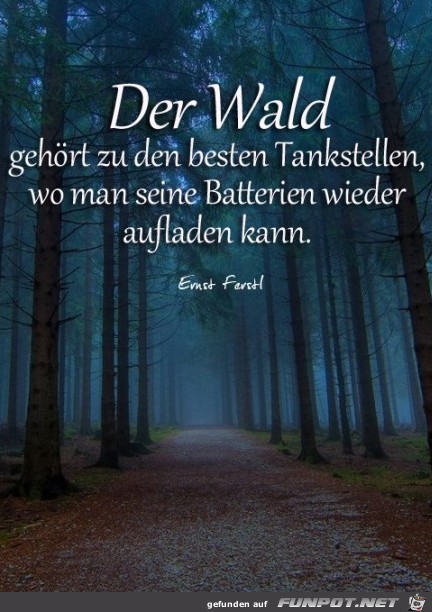 Der Wald