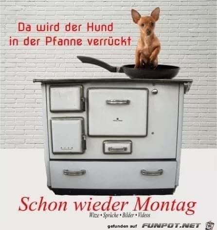 da wird der Hund da wird der Hund