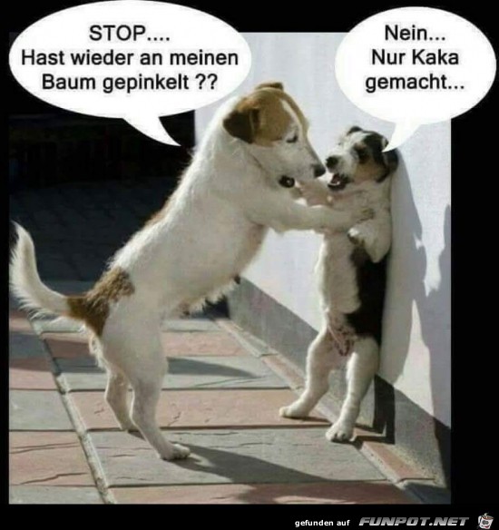 Hunde-Gespräch Hunde-Gespräch