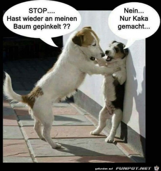 Hunde-Gesprch