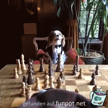 Hunde spielen Schach