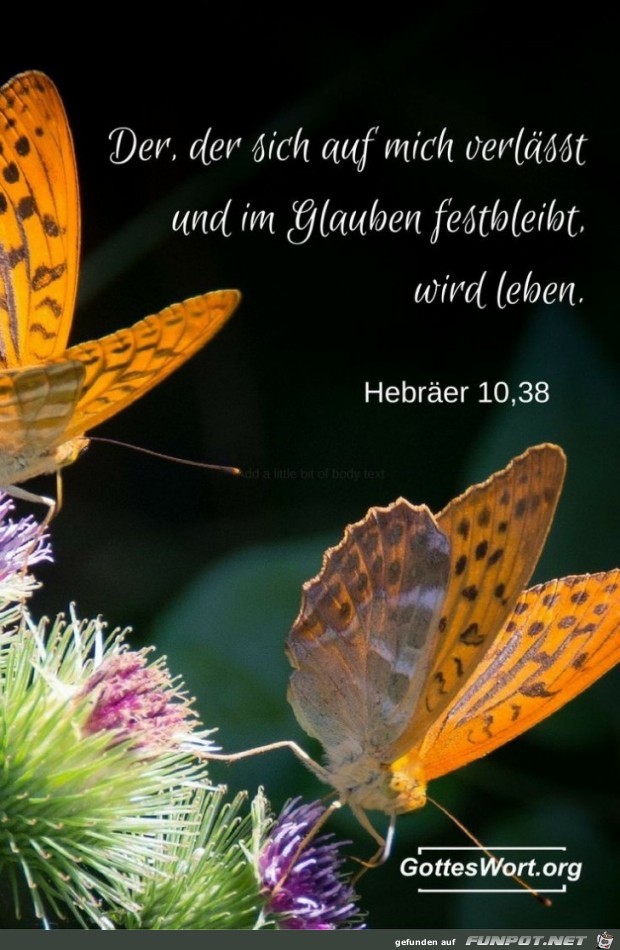 hebr. 10 38 hebr. 10 38