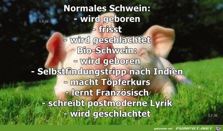 normales Schwein normales Schwein