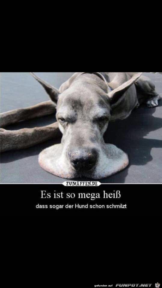 Der Hund schmilzt Der Hund schmilzt