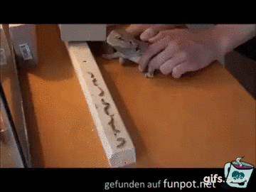 Futter wie am Fließband Futter wie am Fließband