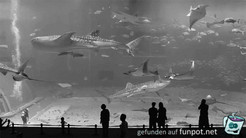Großes Aquarium-Fenster Großes Aquarium-Fenster