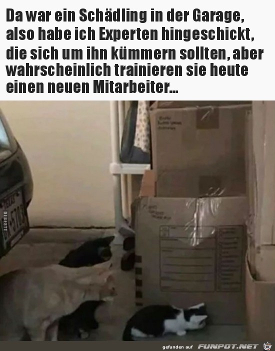 Wo ist der Schädling Wo ist der Schädling