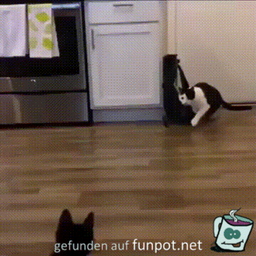 Katzen-Kampf Katzen-Kampf