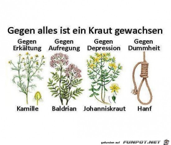 Ein Kraut für alle Fälle Ein Kraut für alle Fälle