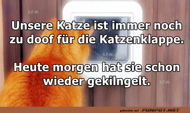 Unsere Katze