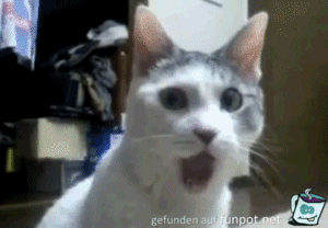 Was echt jetzt Was echt jetzt