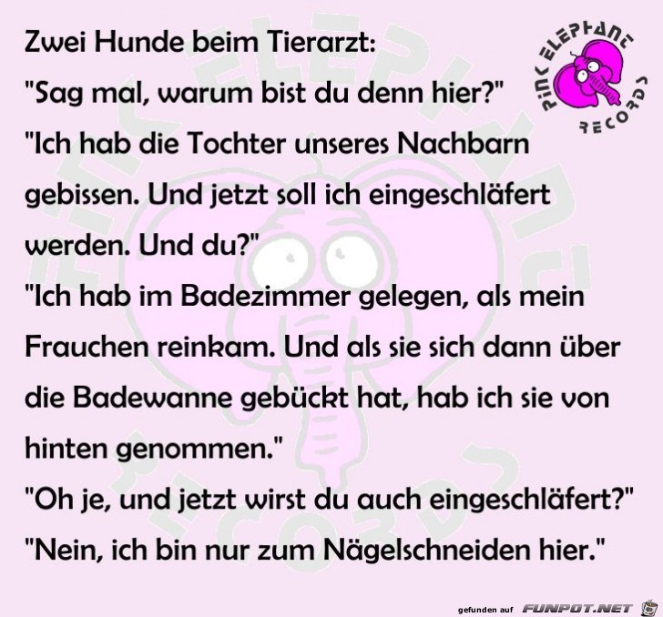zwei Hunde zwei Hunde
