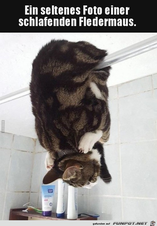 Fledermaus Fledermaus