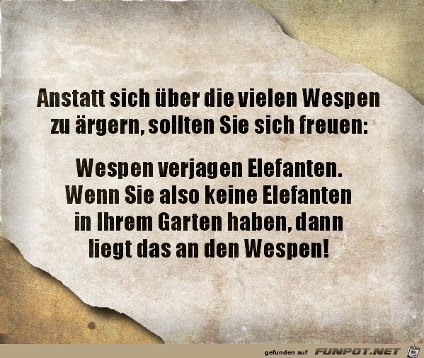 Wespen Wespen